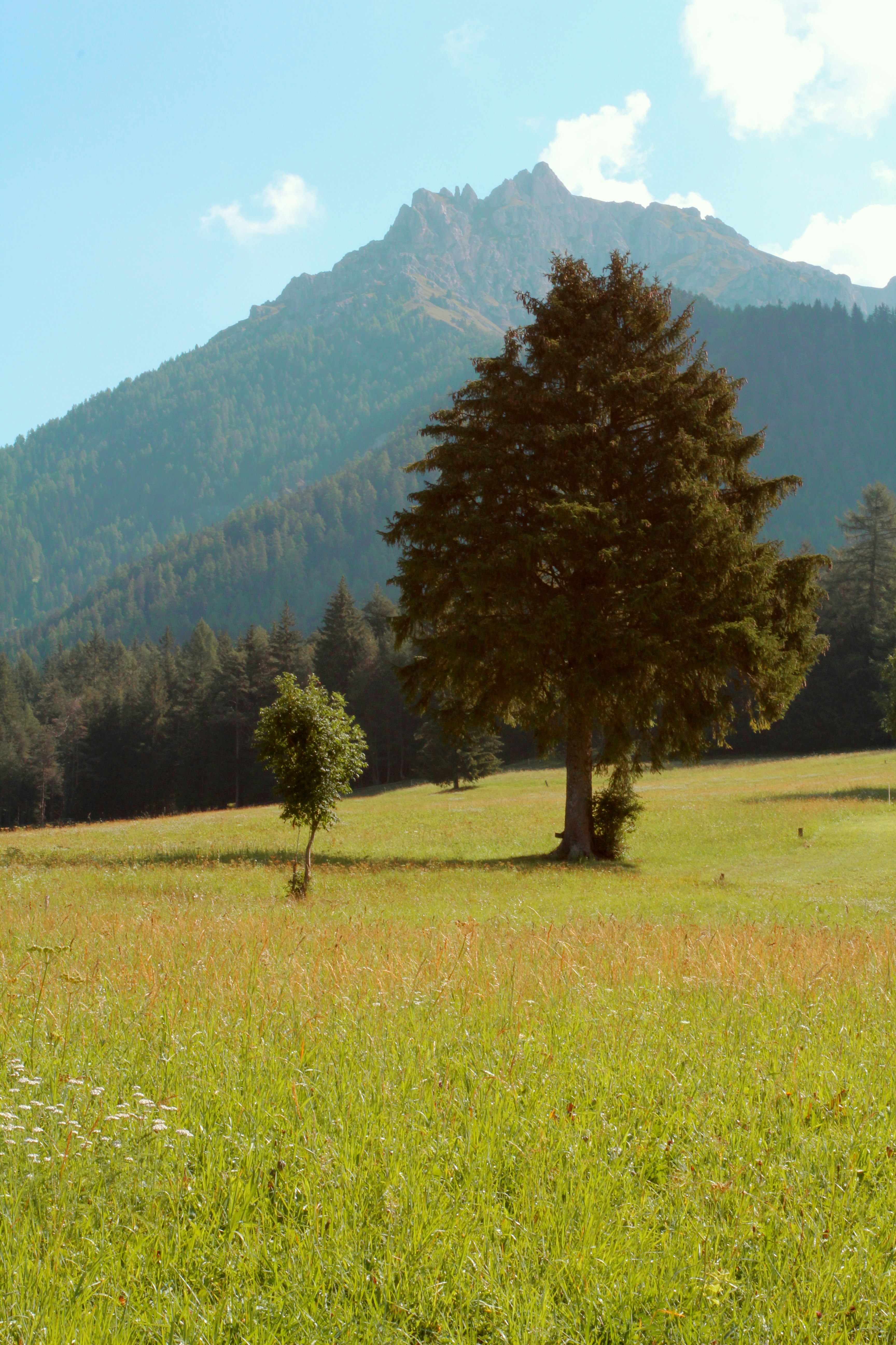 green tree on green grass field during daytime